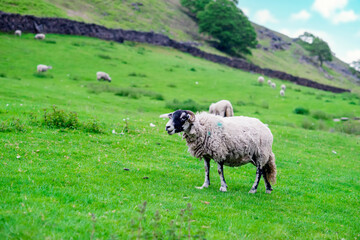 The grazing big sheep on the meadow in Peak District