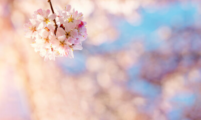 Closeup of Pink Cherry blossom in a spring warm day. Beautiful nature scene with blooming tree and sun flare. Spring flowers. Beautiful Orchard. Springtime Space for text.