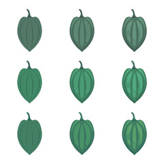 A vector drawn acorn squash illustration with various colors and amount of details
