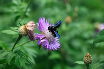 Big blue bee sitting on flower