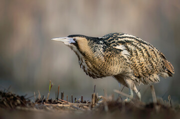 Great bittern bird ( Botaurus stellaris ) close up