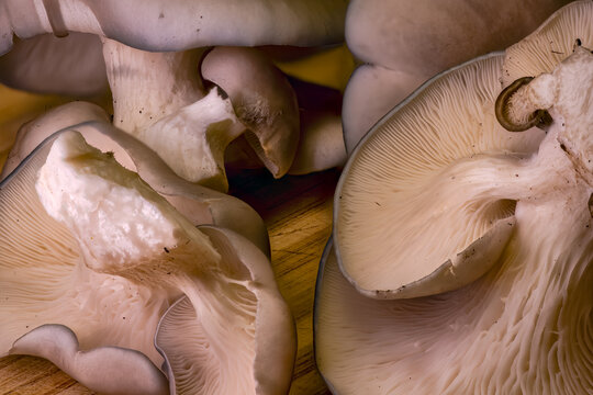 Blue Oyster Mushrooms (pleurotus Ostreatus)