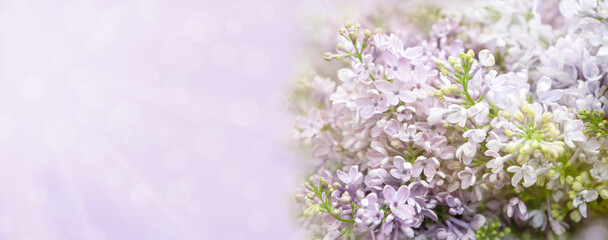 Beautiful soft spring background with lilac flowers. pastel floral purple template, web banner. copy space