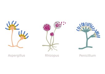 Simple illustration of three different microscopic fungus (Aspergillus, Rhizopus, and Penicillium) © Ekky