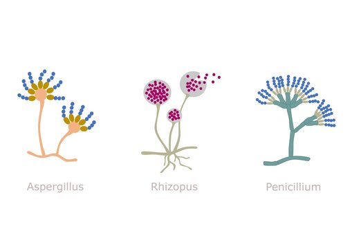 Simple illustration of three different microscopic fungus (Aspergillus, Rhizopus, and Penicillium)