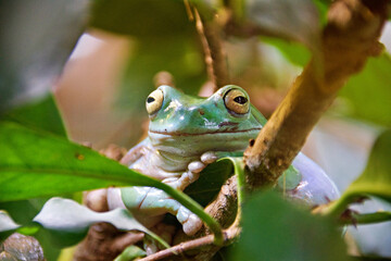 New Guinea giant tree frog (Litoria infrafrenata)