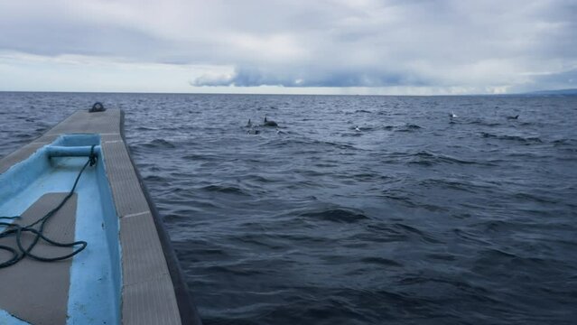 Nose blue sail boat follows a flock of dolphins popping out of deep blue sea and hiding in water. Amazing sea mammal creature in wild nature. Stormy wether in ocean. Freedom of happy dolphin.