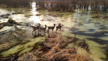 Roe deer at sunset stand in the water in a field, filmed from a drone. © Lukeriya