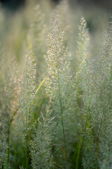 Green grass in field, selective focus. Shallow depth of field. Summer nature background.