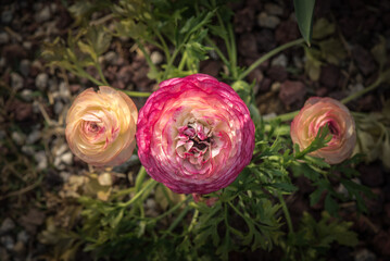 Obraz na płótnie Canvas A picture-perfect moment captured in Ranunculus' exquisite charm in Spring.