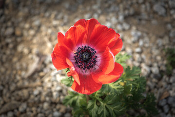 Springtime magic in Anemone's exquisite beauty captured