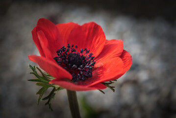 Springtime magic in Anemone's exquisite beauty captured