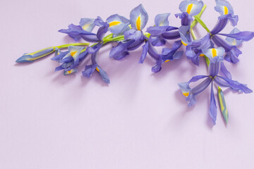 blue irises on purple paper background