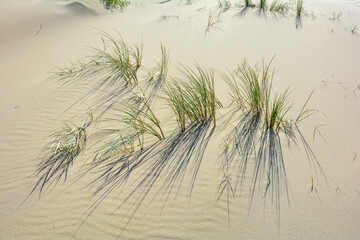 Dune grass blowing in the wind on the sandy beach