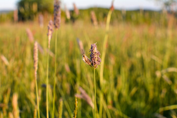 A large fly  on plant in nature