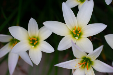 rain lily flower (Zephyranthes sp.) which is blooming very beautifully in white with yellow and green accents