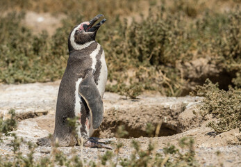 Fototapeta premium Magellanic penguin standing and making calling sound in Punta Tombo penguin sanctuary in Chubut province