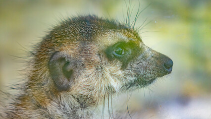 Logo park. Animals, birds, nature.