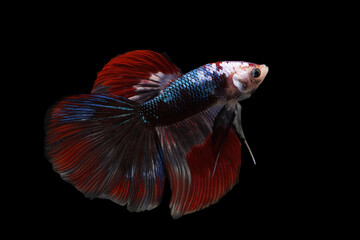 Siamese fighting fish isolated on black background. Fish three color. Betta Fish on black Background. Black isolate. Space for text.