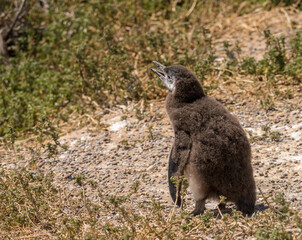 Single magellanic penguin chick fledging and losing its early feathers in Punta Tombo