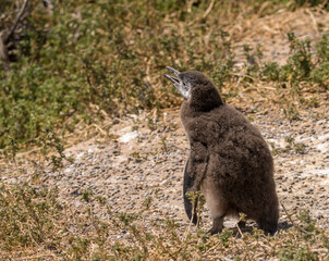 Naklejka na ściany i meble Single magellanic penguin chick fledging and losing its early feathers in Punta Tombo