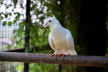 a white dove that lives in a zoo, is perched on a branch of wood