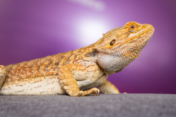 Bearded dragon on purple background