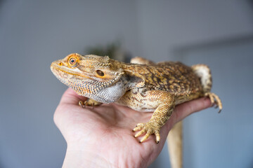 Bearded dragon on the hand