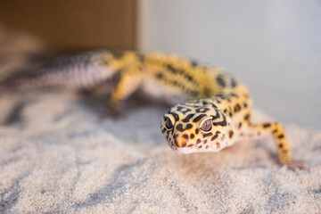 Leopard gecko on the sand © Radim Glajc