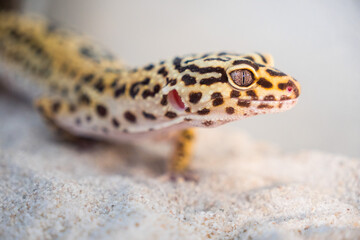 Leopard gecko on the sand