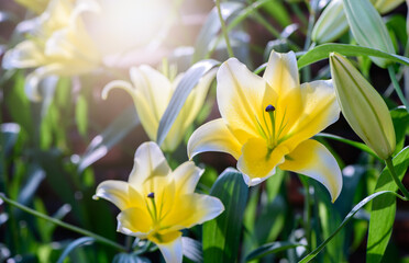 Fototapeta na wymiar Beautiful yellow and white lily flower in garden, flower background