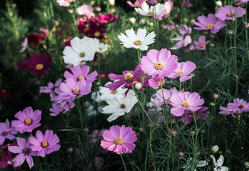 Pink cosmos flower and mix color cosmos flower in garden,