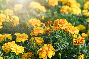 Beautiful yellow marigolds flower in garden, flower nature background