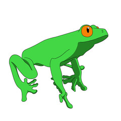 illustration of green frog