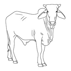 line art of cow
