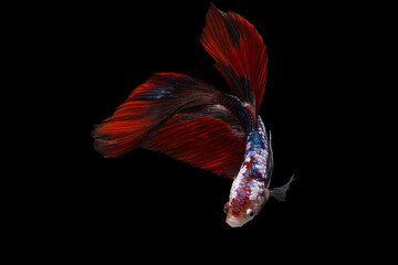 Siamese fighting fish isolated on black background. Fish three color. Betta Fish on black Background. Black isolate. Space for text.