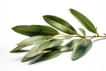 Obraz premium olive branch isolated on white