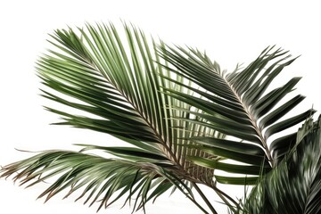 Obraz na płótnie Canvas palm tree isolated on white