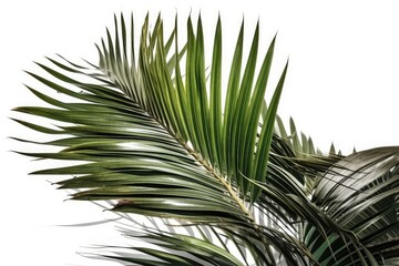 Obraz premium palm tree isolated on white