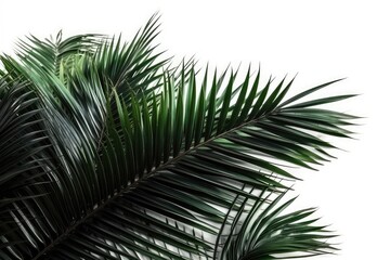 Obraz premium palm tree leaves