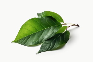 Obraz premium Green summer leaves.