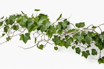 vine leaves isolated on white