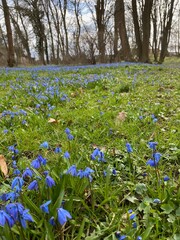 Frühling in Nordhausen, Scilla