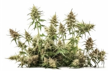 tree isolated on white