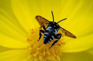 a cloak and dagger cuckoo bee sucking nectar on a yellow cosmos flower