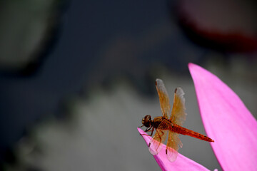 Red dragonfly on water lily flower