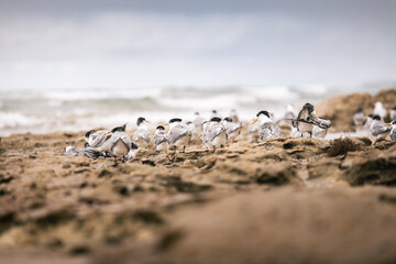 seagulls on the beach