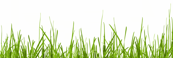 grass blades texture overlay, leaves of grass isolated on transparent background