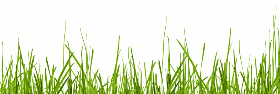 grass blades texture overlay, leaves of grass isolated on transparent background