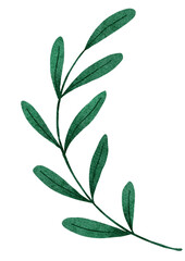 green leaves on white background